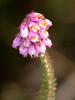  A009520croofm